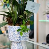  Bách Niên Hồ Điệp Trắng Đại Xanh Bơ Trắng Mini Chậu ĐK 22cm cao khoảng 1m 