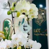  Bách Niên Hồ Điệp Trắng Đại Xanh Bơ Trắng Mini Chậu ĐK 22cm cao khoảng 1m 