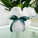  An Nhiên Hồ Điệp Lan Vàng Cao Khoảng 60cm Chậu 18cm 