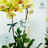  An Nhiên Hồ Điệp Lan Vàng Cao Khoảng 60cm Chậu 18cm 