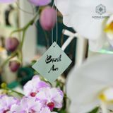  Vạn Phúc Hồ Điệp Lan Trắng Đại Mix Tím Đại Và Mini Chớp Hồng Chậu ĐK 22cm cao khoảng 1m 