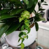  Vạn Phúc Hồ Điệp Lan Trắng Đại Mix Tím Đại Và Mini Chớp Hồng Chậu ĐK 22cm cao khoảng 1m 