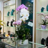  Vạn Phúc Hồ Điệp Lan Trắng Đại Mix Tím Đại Và Mini Chớp Hồng Chậu ĐK 22cm cao khoảng 1m 