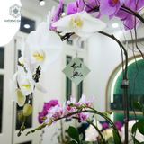 Vạn Phúc Hồ Điệp Lan Trắng Đại Mix Tím Đại Và Mini Chớp Hồng Chậu ĐK 22cm cao khoảng 1m 