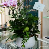  Vạn Phúc Hồ Điệp Lan Trắng Đại Mix Tím Đại Và Mini Chớp Hồng Chậu ĐK 22cm cao khoảng 1m 