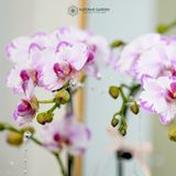  An Nhiên Hồ Điệp Lan Mini Chớp Hồng Sen Đá Chậu Bọc Voan Hồng Nhạt 50cm x 13cm 