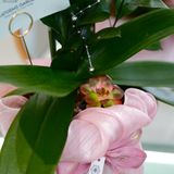  An Nhiên Hồ Điệp Lan Mini Chớp Hồng Sen Đá Chậu Bọc Voan Hồng Nhạt 50cm x 13cm 