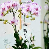  An Nhiên Hồ Điệp Lan Mini Chớp Hồng Sen Đá Chậu Bọc Voan Hồng Nhạt 50cm x 13cm 