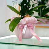  An Nhiên Hồ Điệp Lan Mini Chớp Hồng Sen Đá Chậu Bọc Voan Hồng Nhạt 50cm x 13cm 