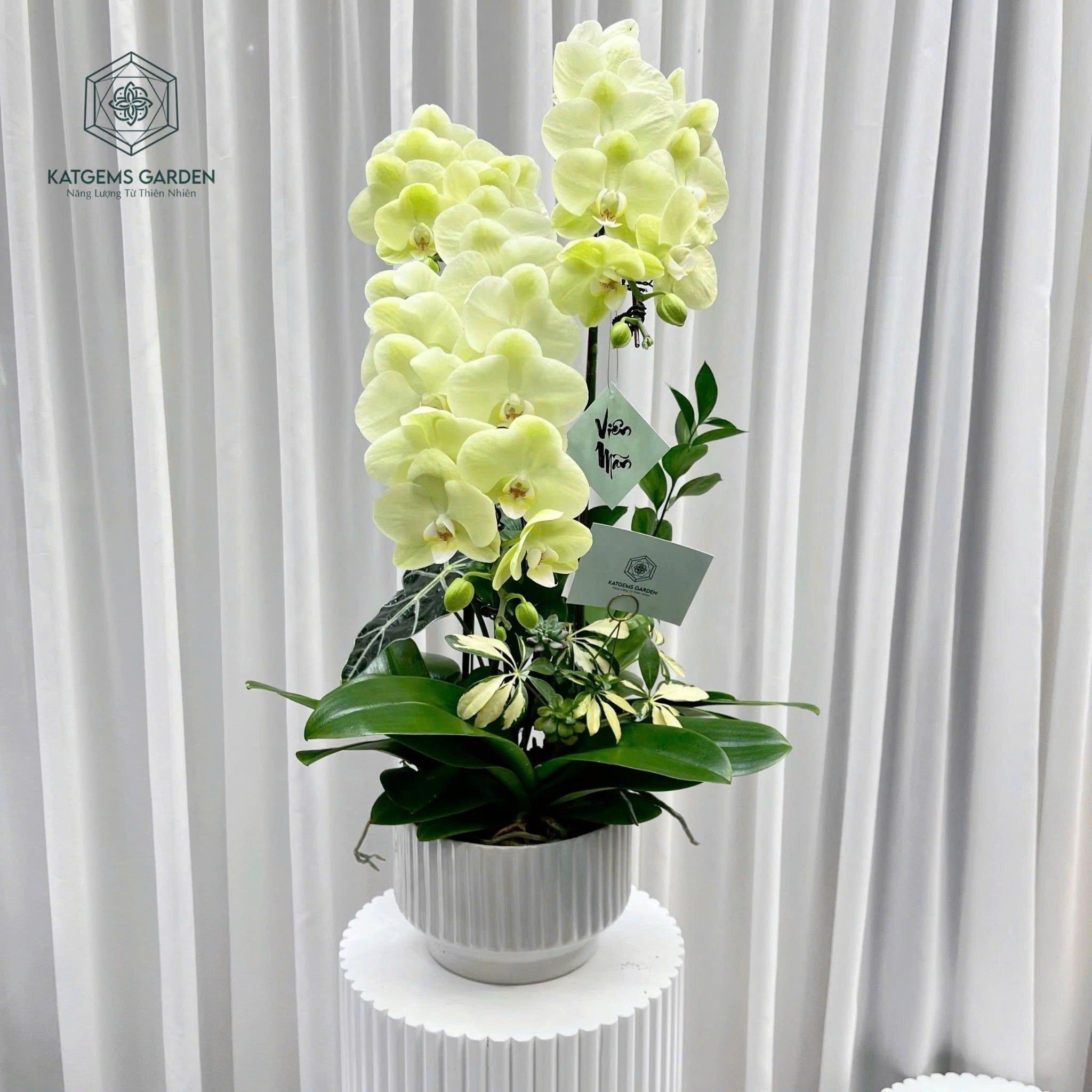  Chậu Lan Hồ Điệp 3 Cành 