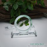  Vòng Khối Ngọc Phỉ Thúy Lục Hoa Bay Cao Cấp Bản Hẹ 11 x 7.1 x 52.8 (Không Kén Mệnh) 260168 