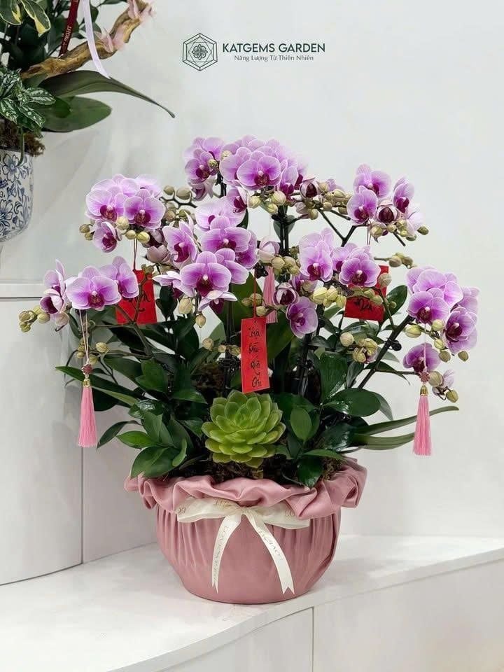  Bình An Hồ Điệp 