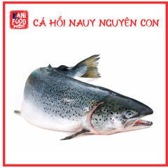 CÁ HỒI NGUYÊN CON (HỖ TRỢ PHILE)
