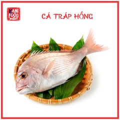 CÁ TRÁP HỒNG (MADAI)