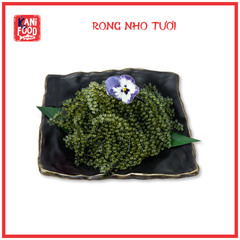 RONG NHO TƯƠI