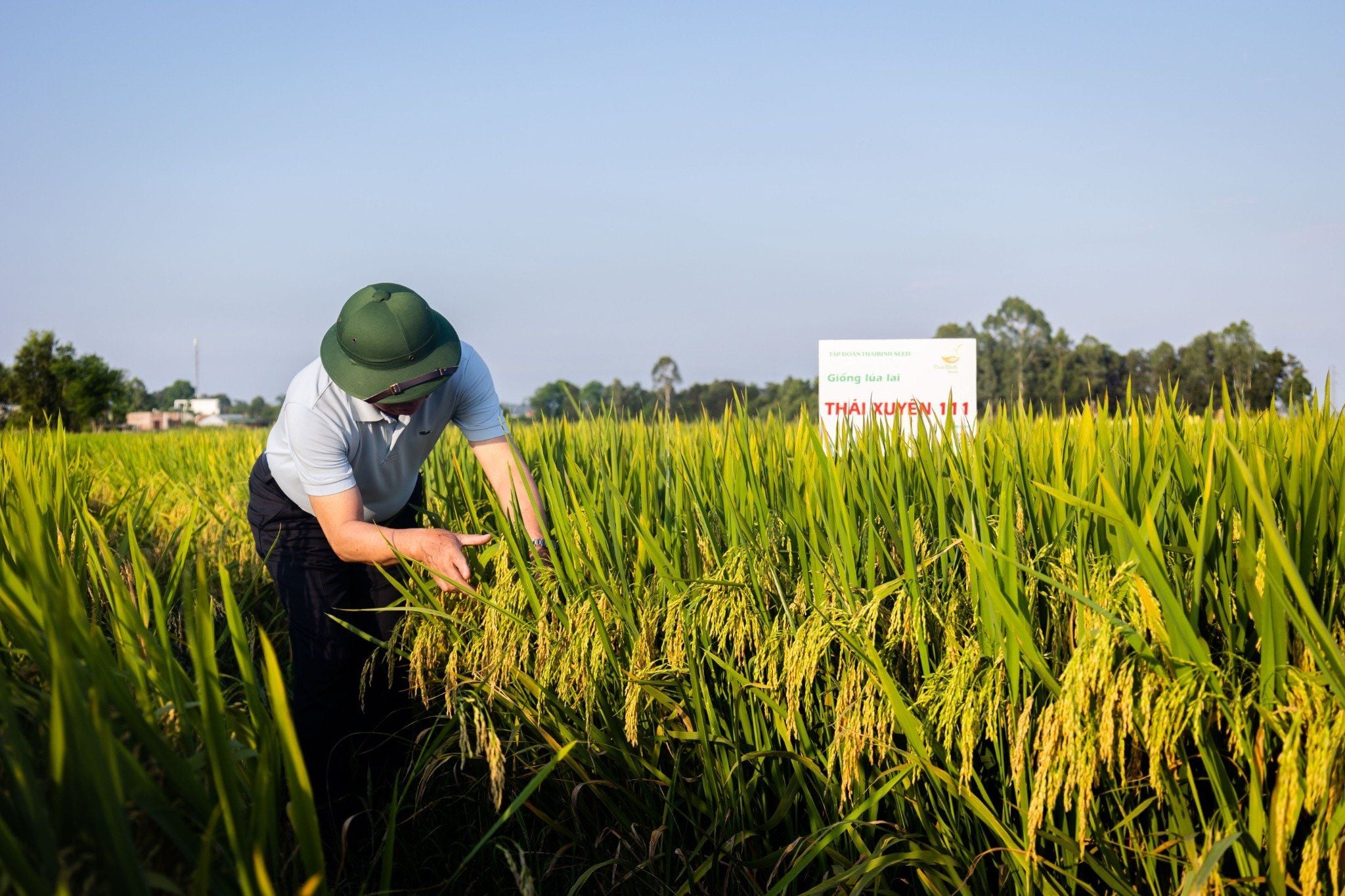  GIỐNG LÚA LAI THÁI XUYÊN 111 