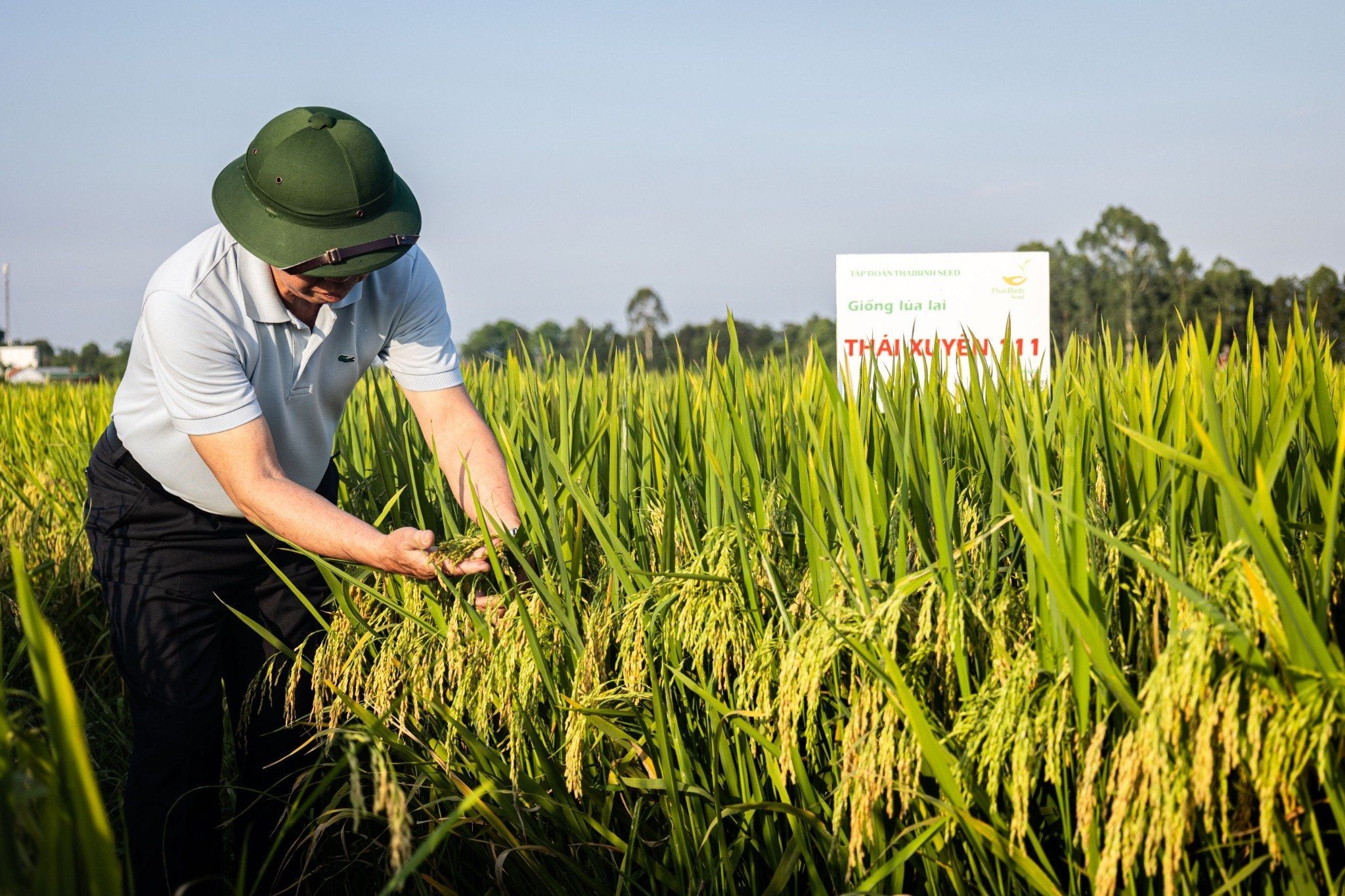  GIỐNG LÚA LAI THÁI XUYÊN 111 