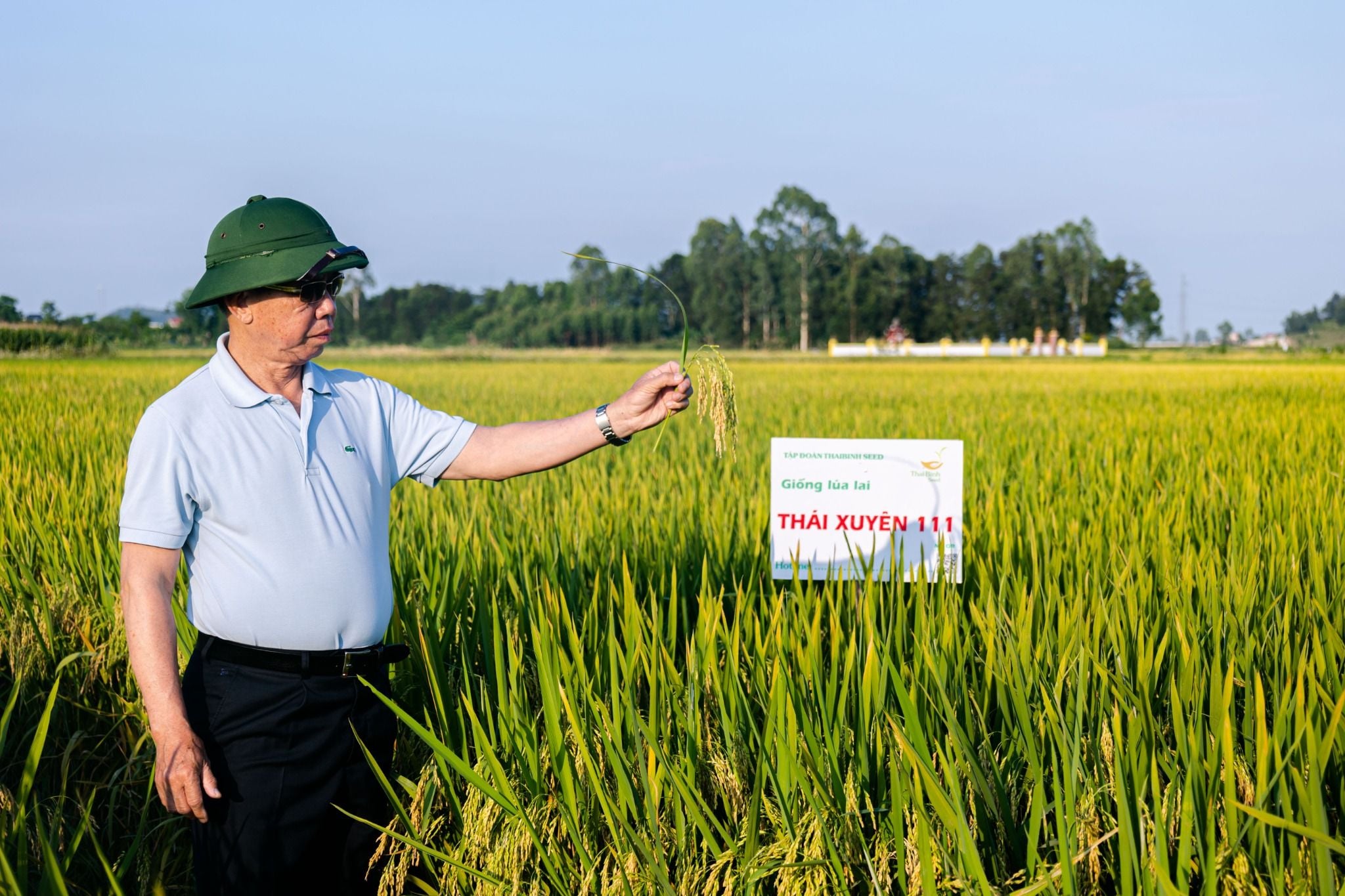  GIỐNG LÚA LAI THÁI XUYÊN 111 