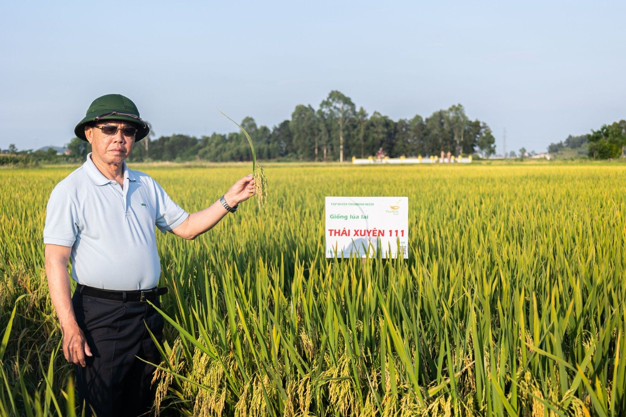 GIỐNG LÚA LAI THÁI XUYÊN 111 