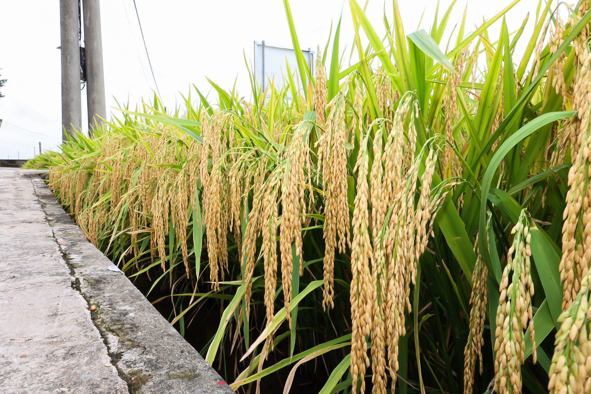  GIỐNG LÚA LAI TBH456 