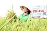  GIỐNG LÚA LAI TBH456 