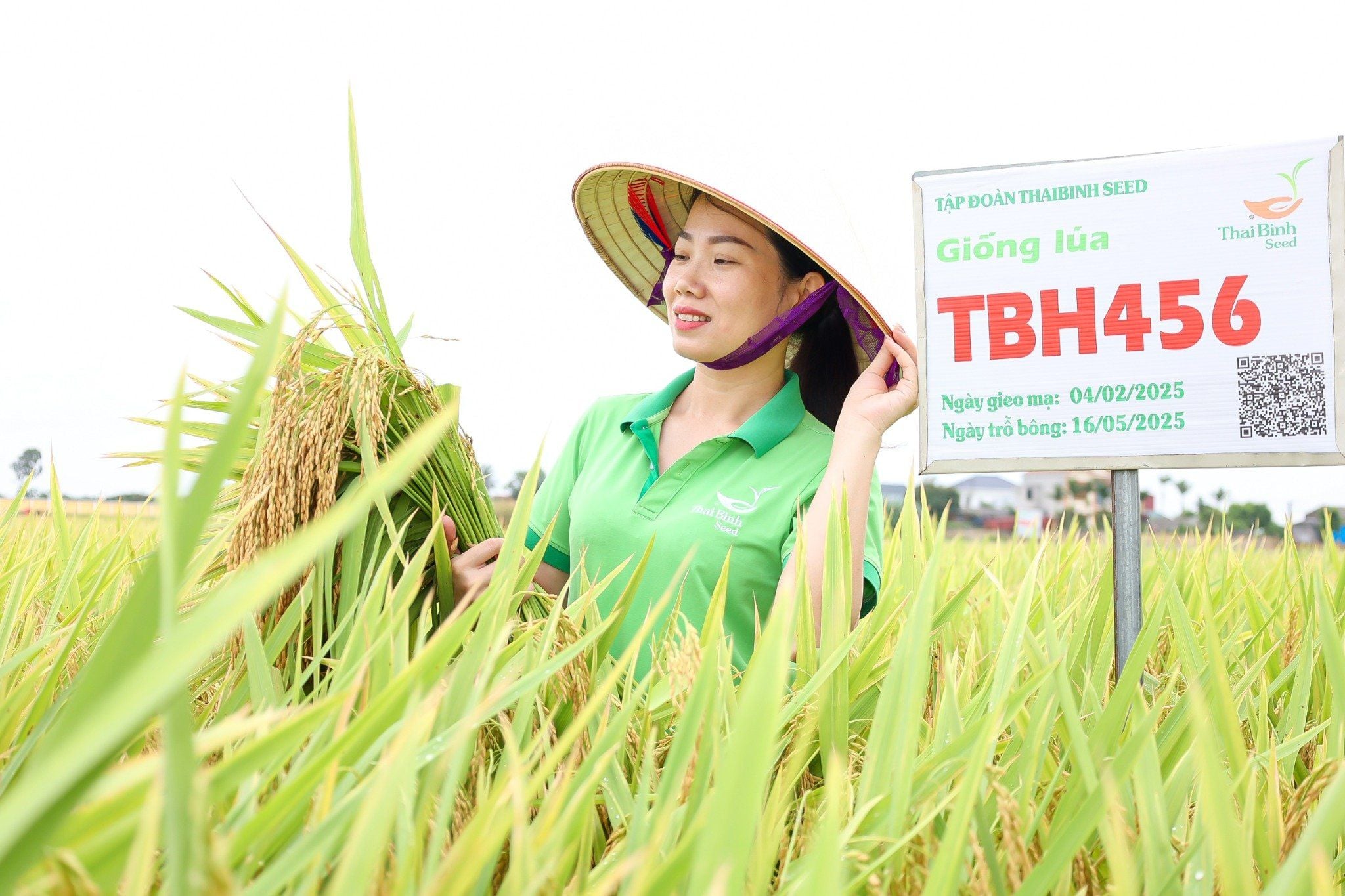  GIỐNG LÚA LAI TBH456 