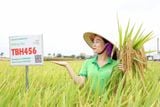  GIỐNG LÚA LAI TBH456 