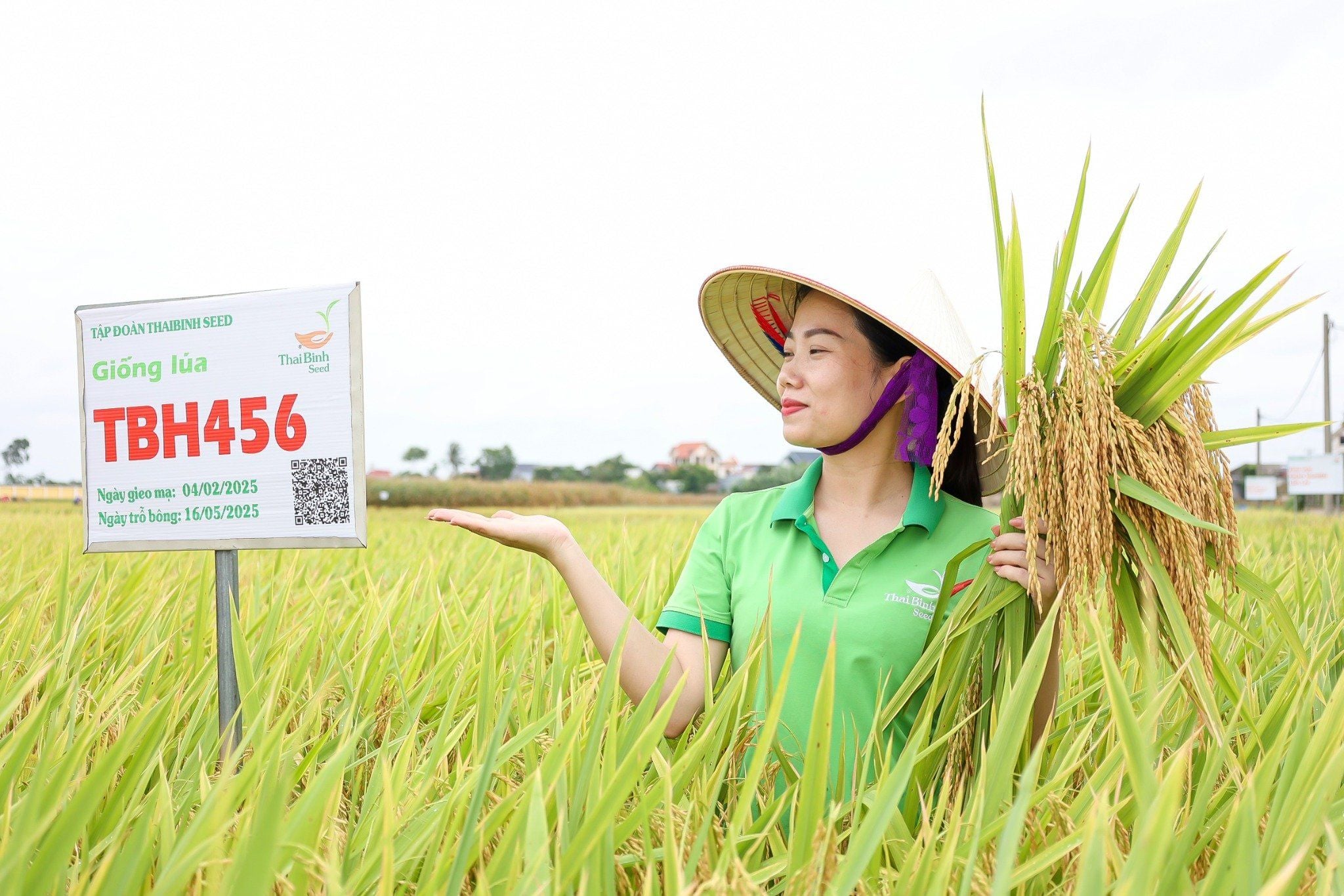  GIỐNG LÚA LAI TBH456 