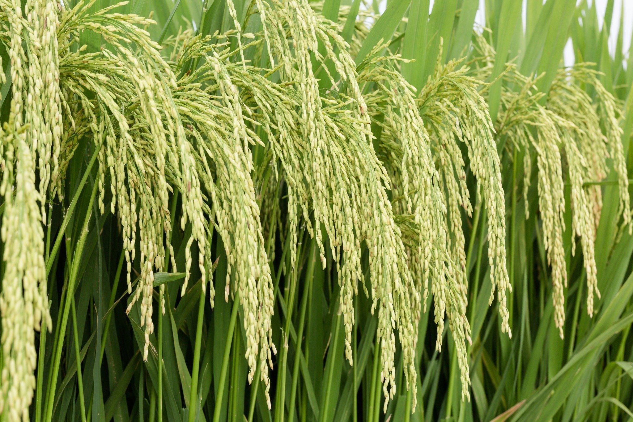  GIỐNG LÚA THUẦN TBR225 MỚI 