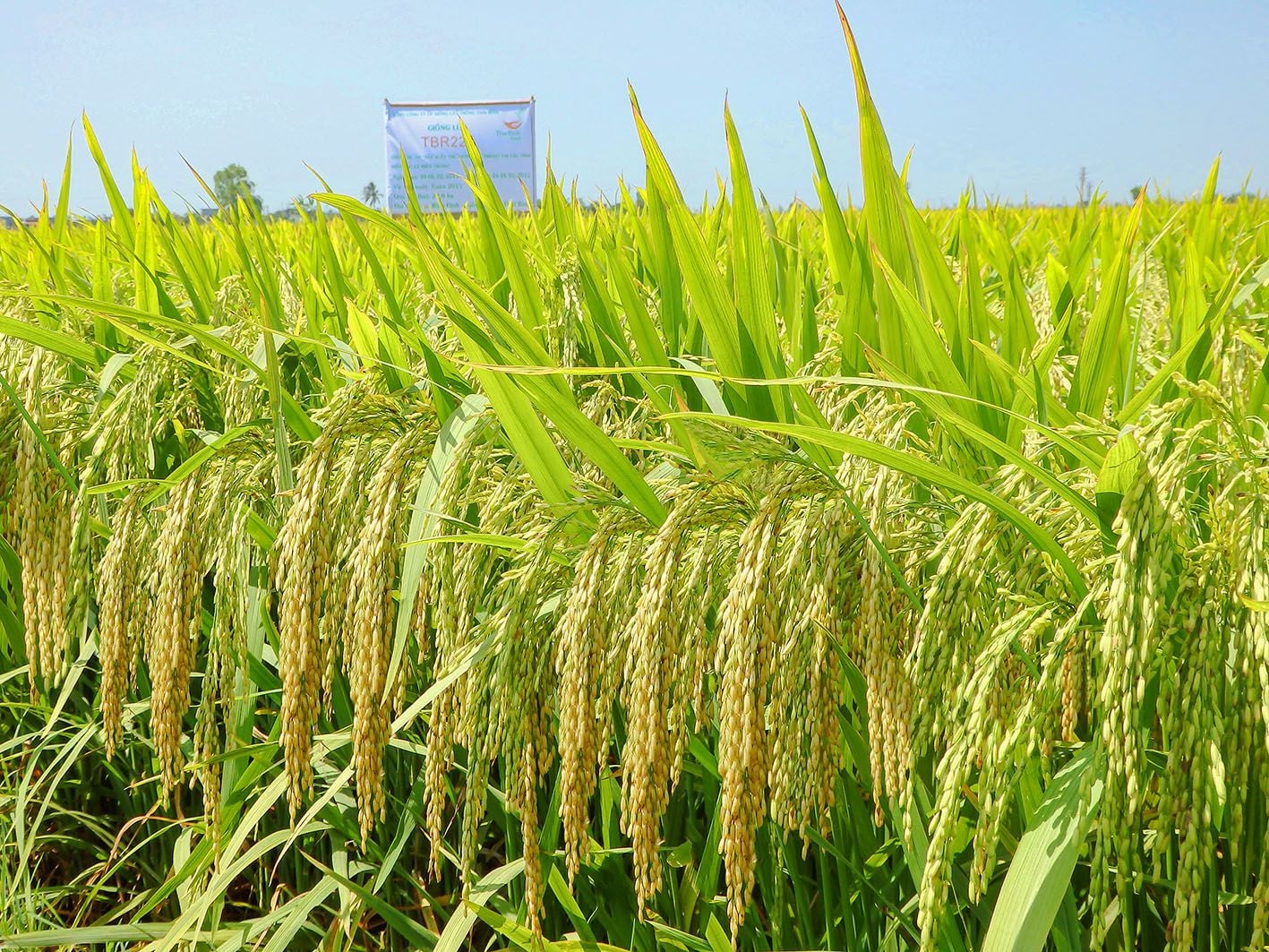  GIỐNG LÚA THUẦN TBR225 MỚI 