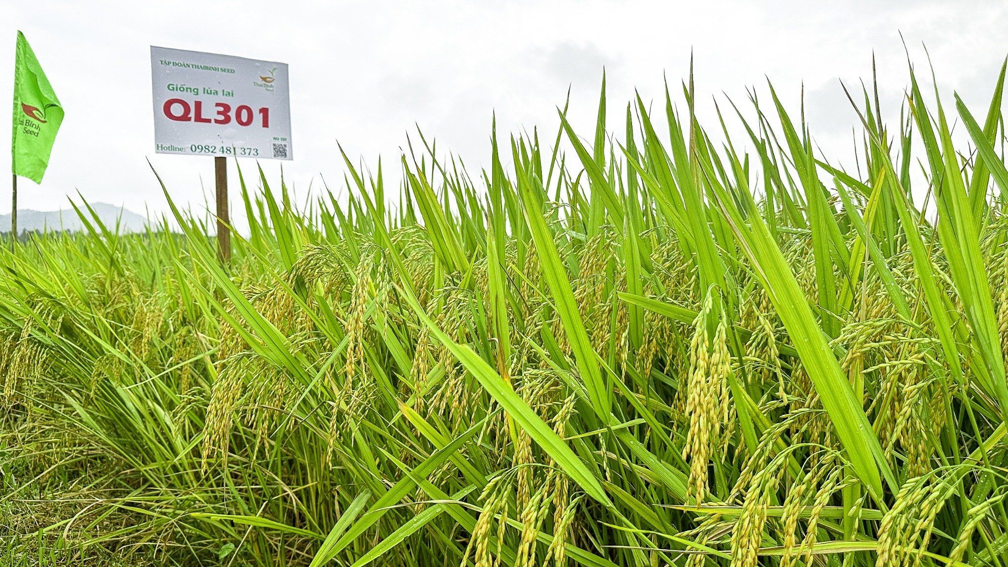  GIỐNG LÚA LAI QL301 