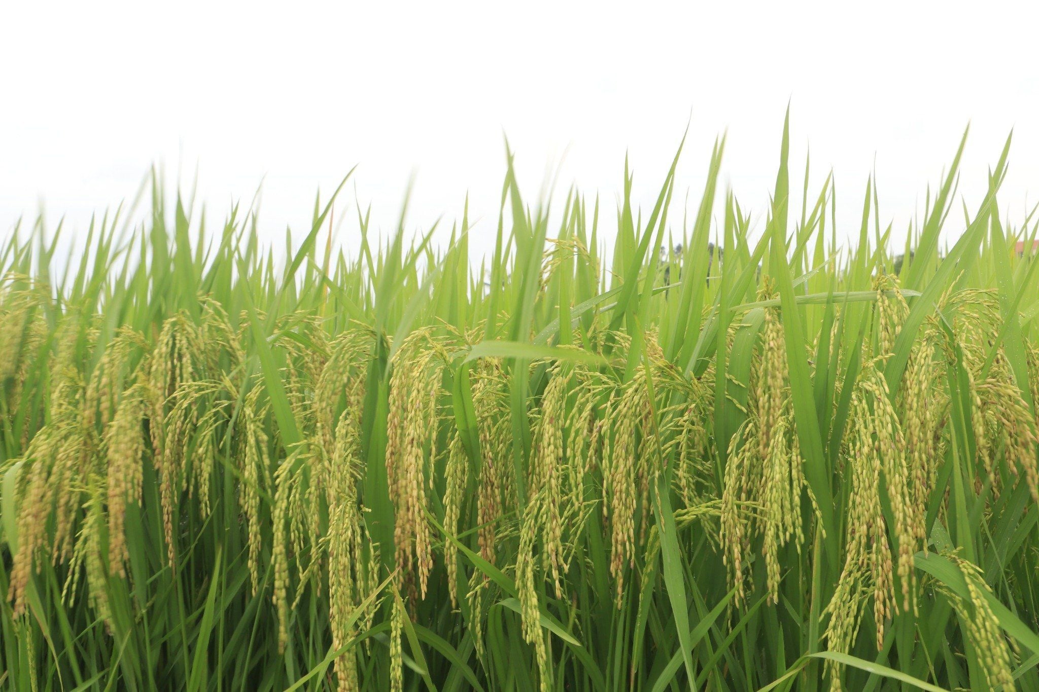  GIỐNG LÚA THUẦN TBR225 MỚI 