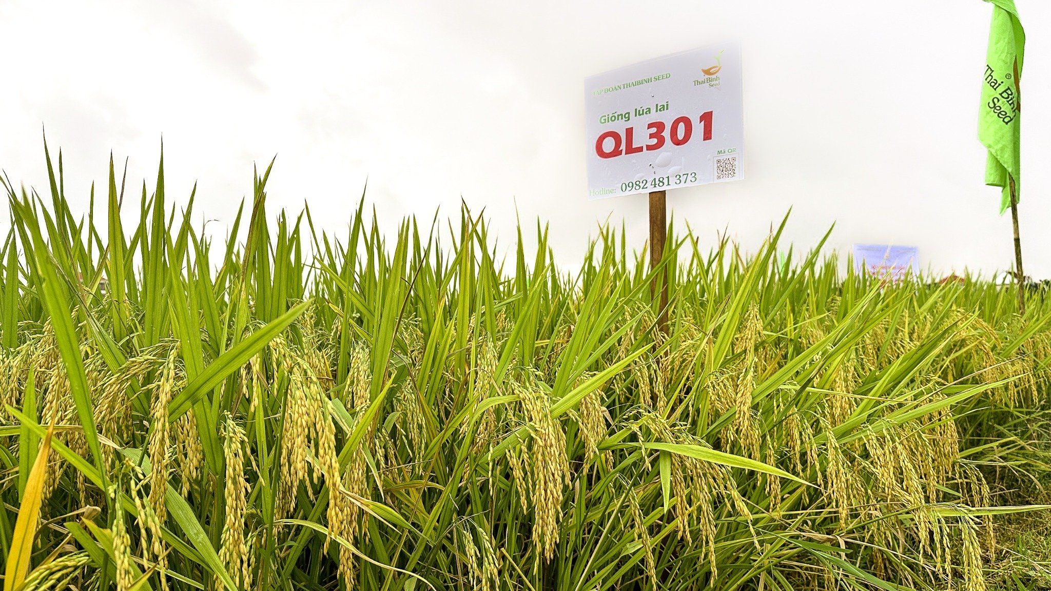  GIỐNG LÚA LAI QL301 