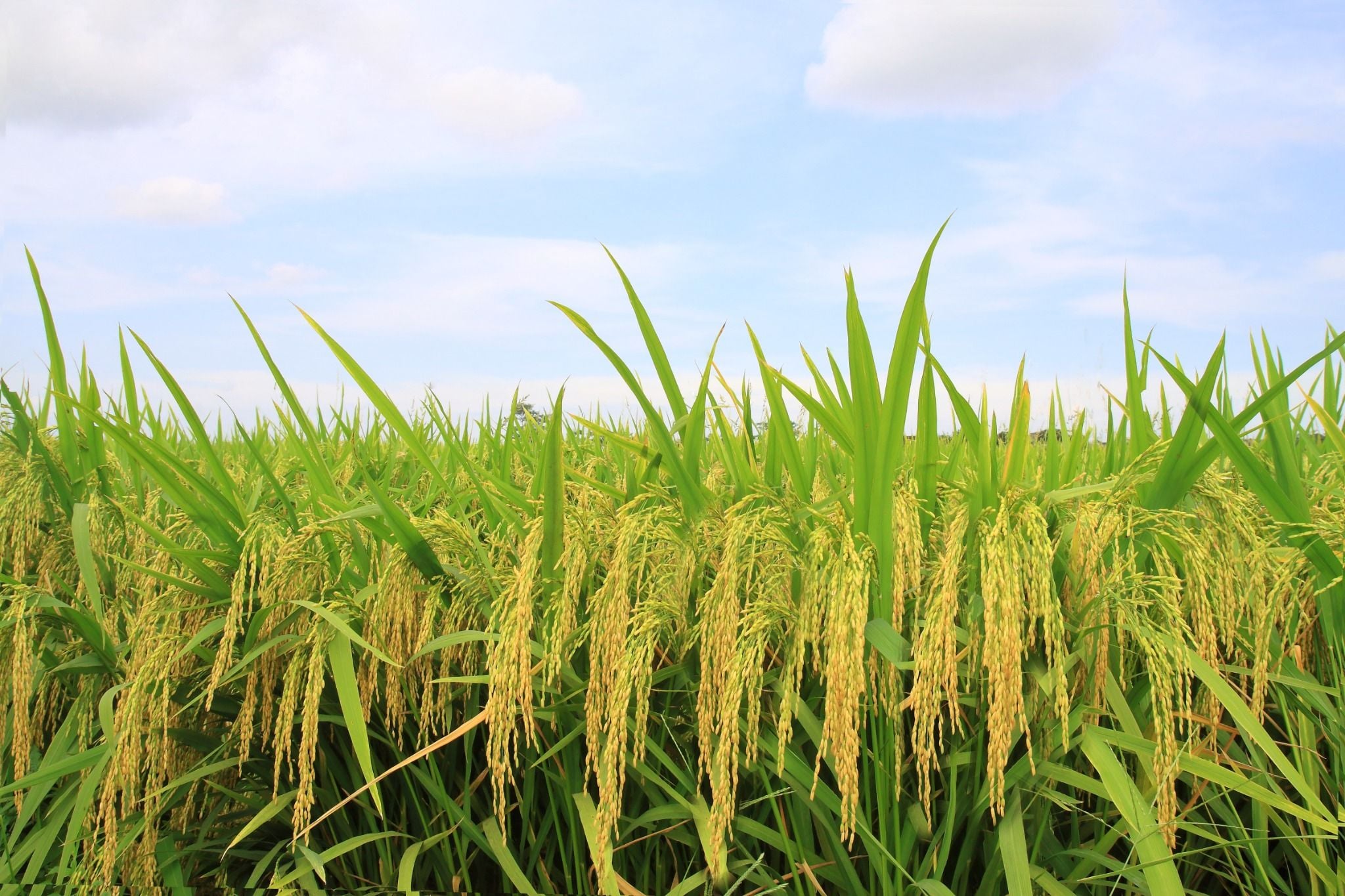  GIỐNG LÚA THUẦN TBR225 MỚI 