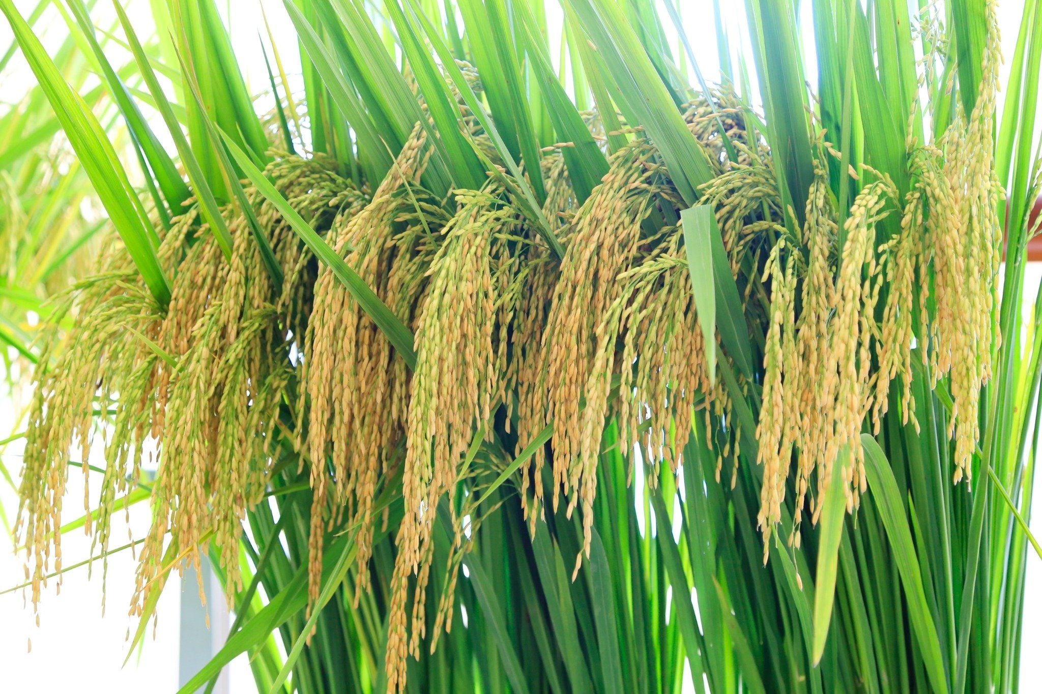  GIỐNG LÚA THUẦN TBR225 MỚI 