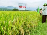  GIỐNG LÚA THUẦN TBR125 