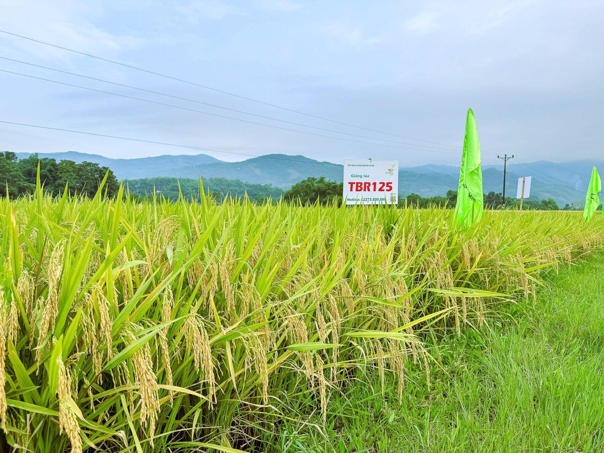  GIỐNG LÚA THUẦN TBR125 