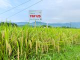  GIỐNG LÚA THUẦN TBR125 