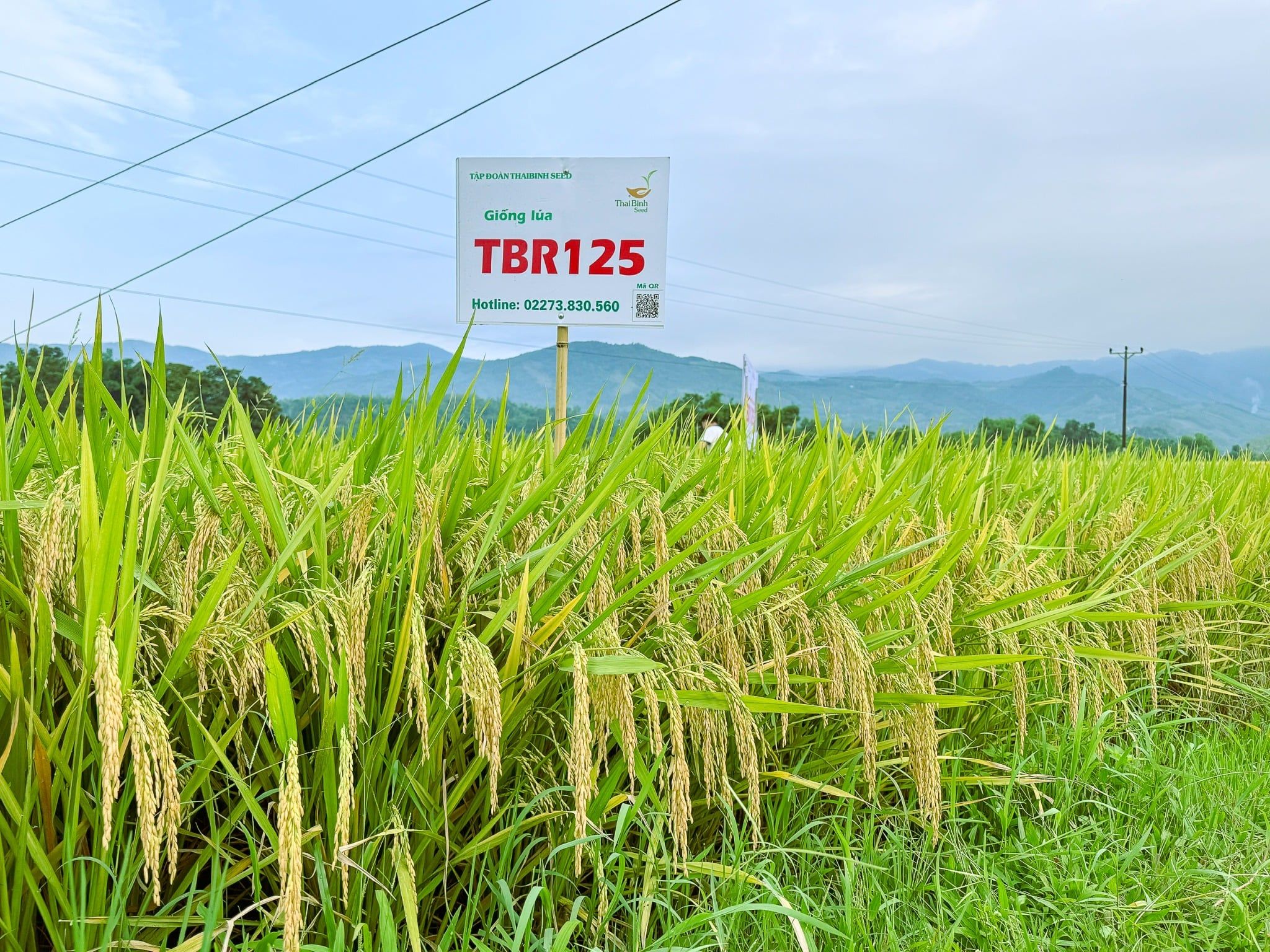  GIỐNG LÚA THUẦN TBR125 