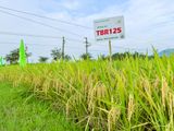  GIỐNG LÚA THUẦN TBR125 