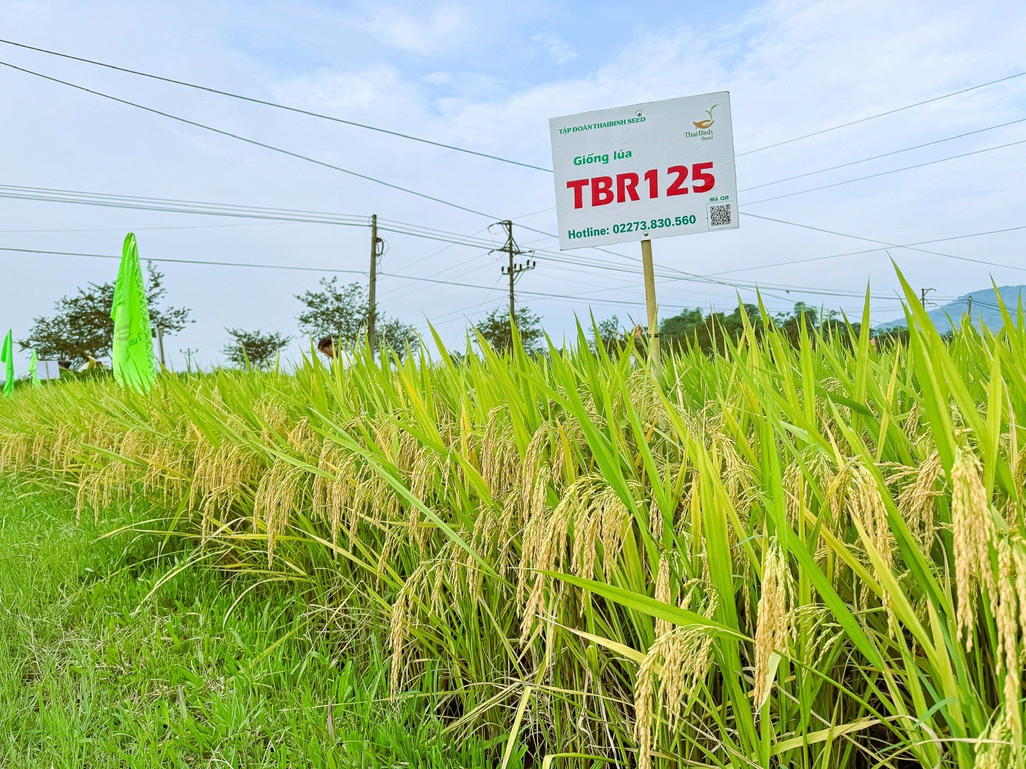  GIỐNG LÚA THUẦN TBR125 