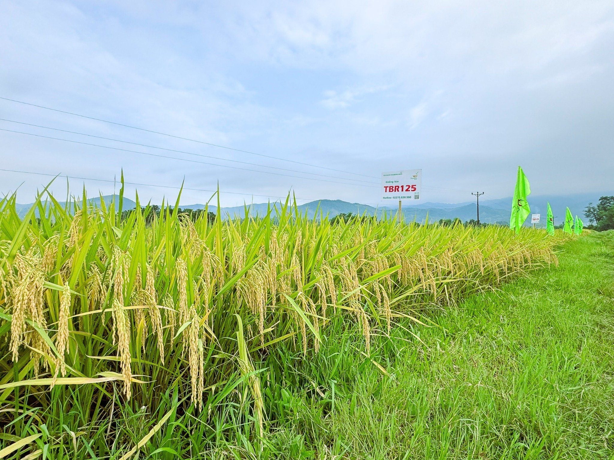  GIỐNG LÚA THUẦN TBR125 