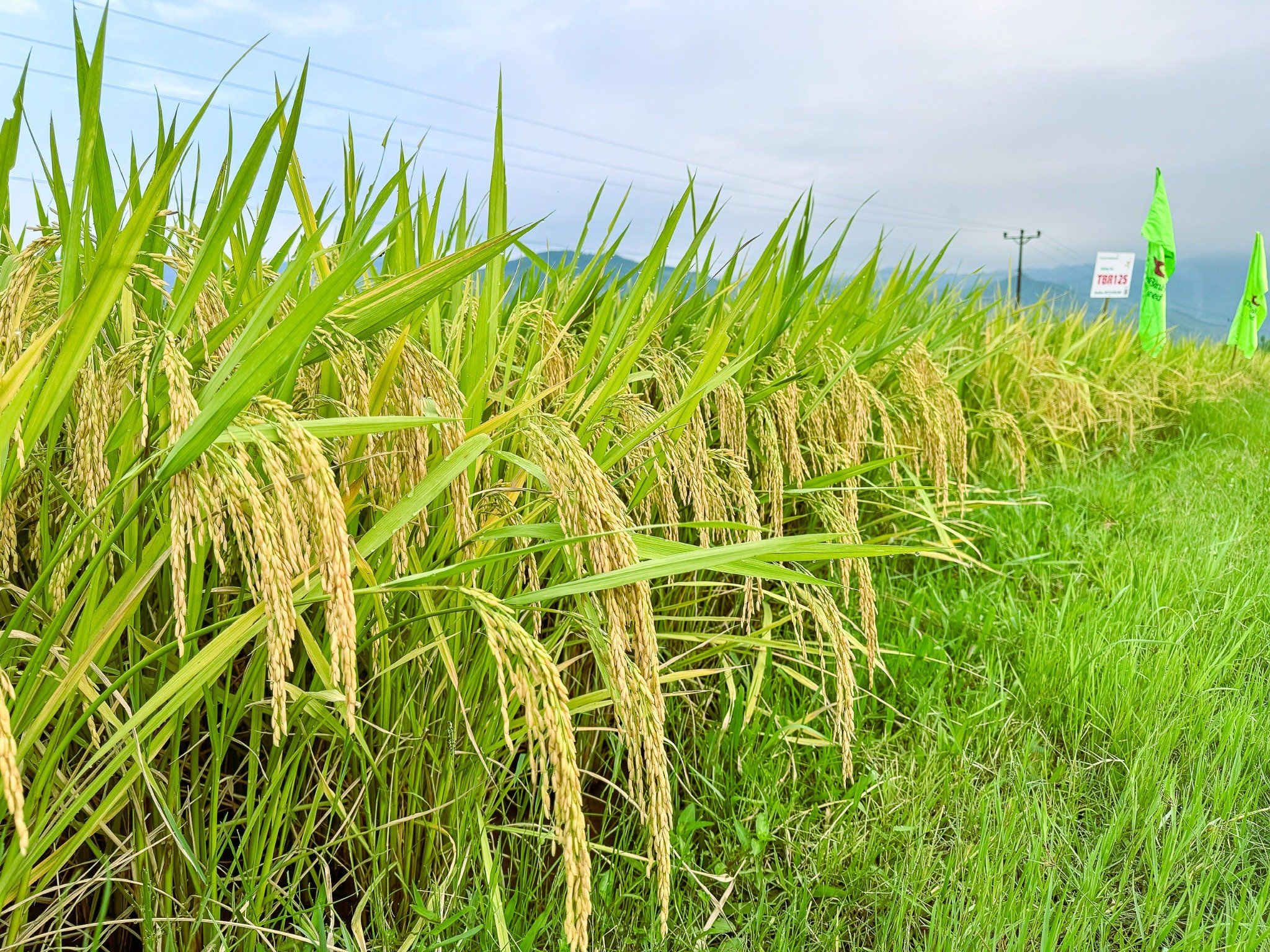  GIỐNG LÚA THUẦN TBR125 