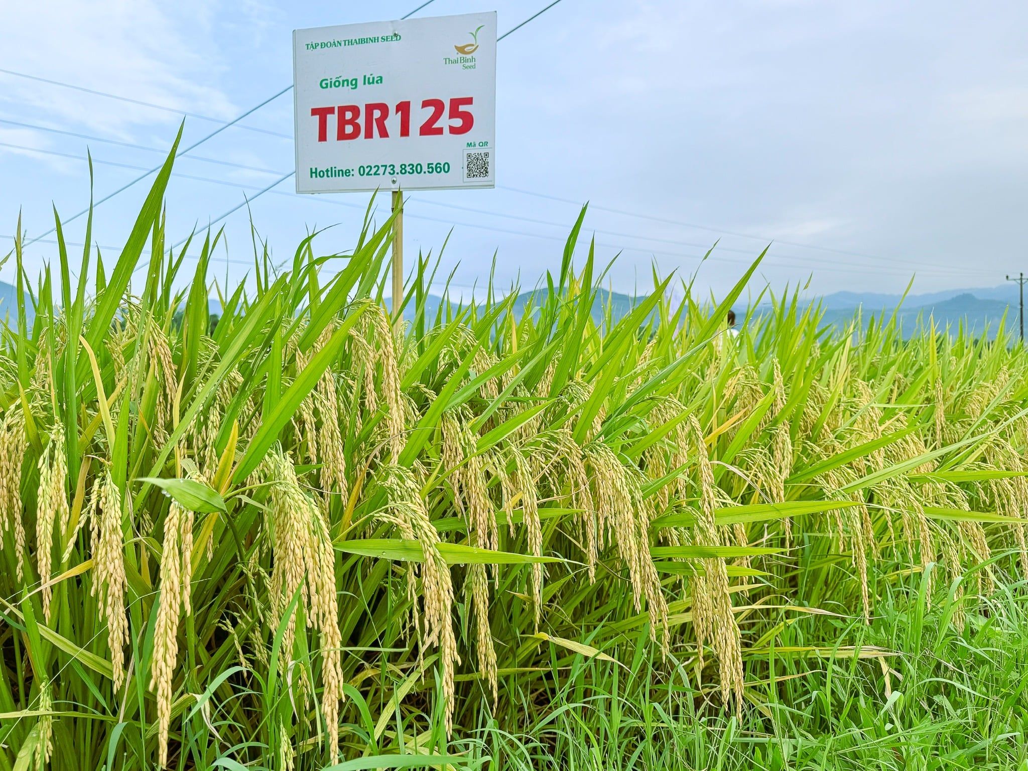  GIỐNG LÚA THUẦN TBR125 