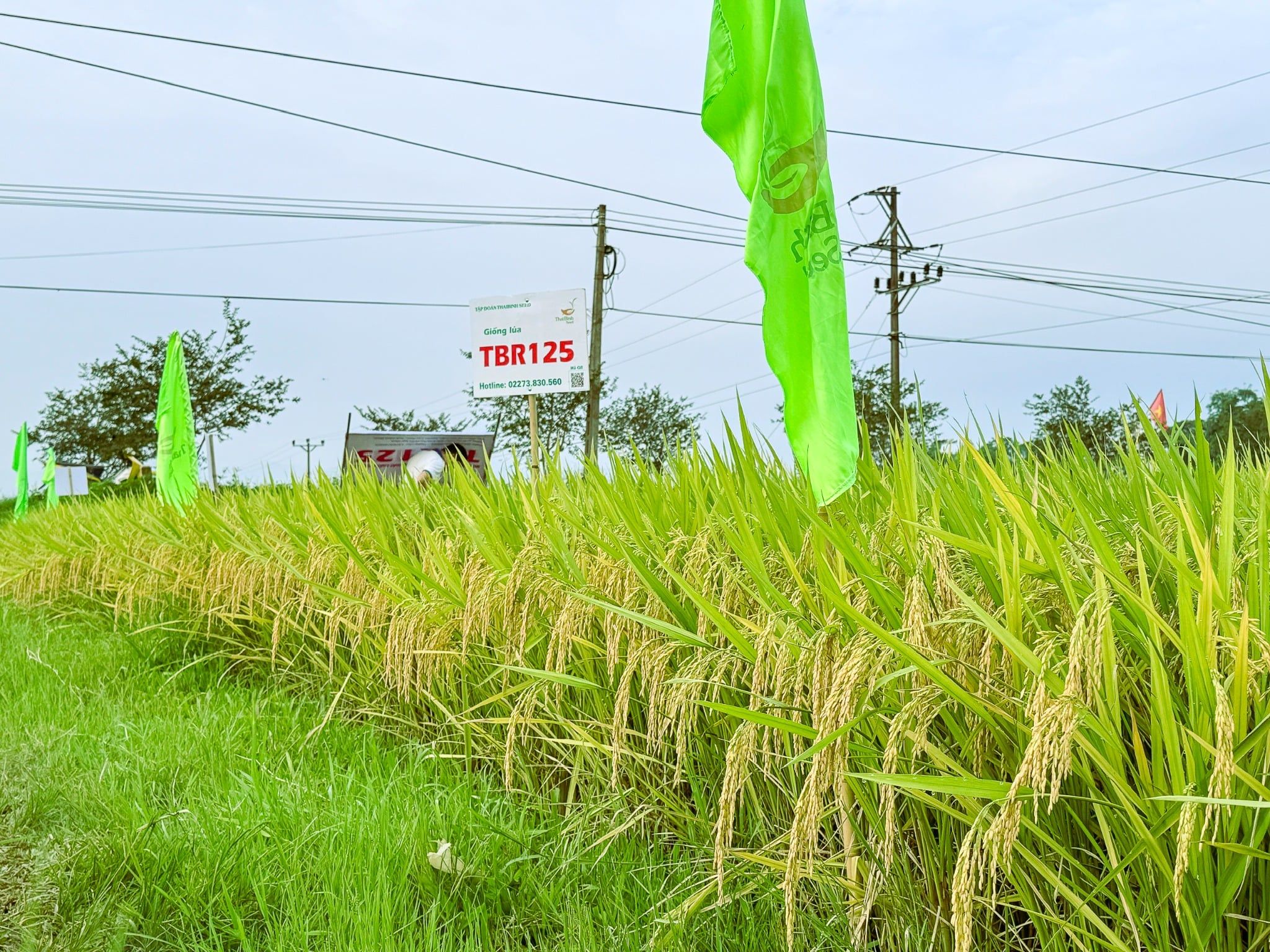  GIỐNG LÚA THUẦN TBR125 