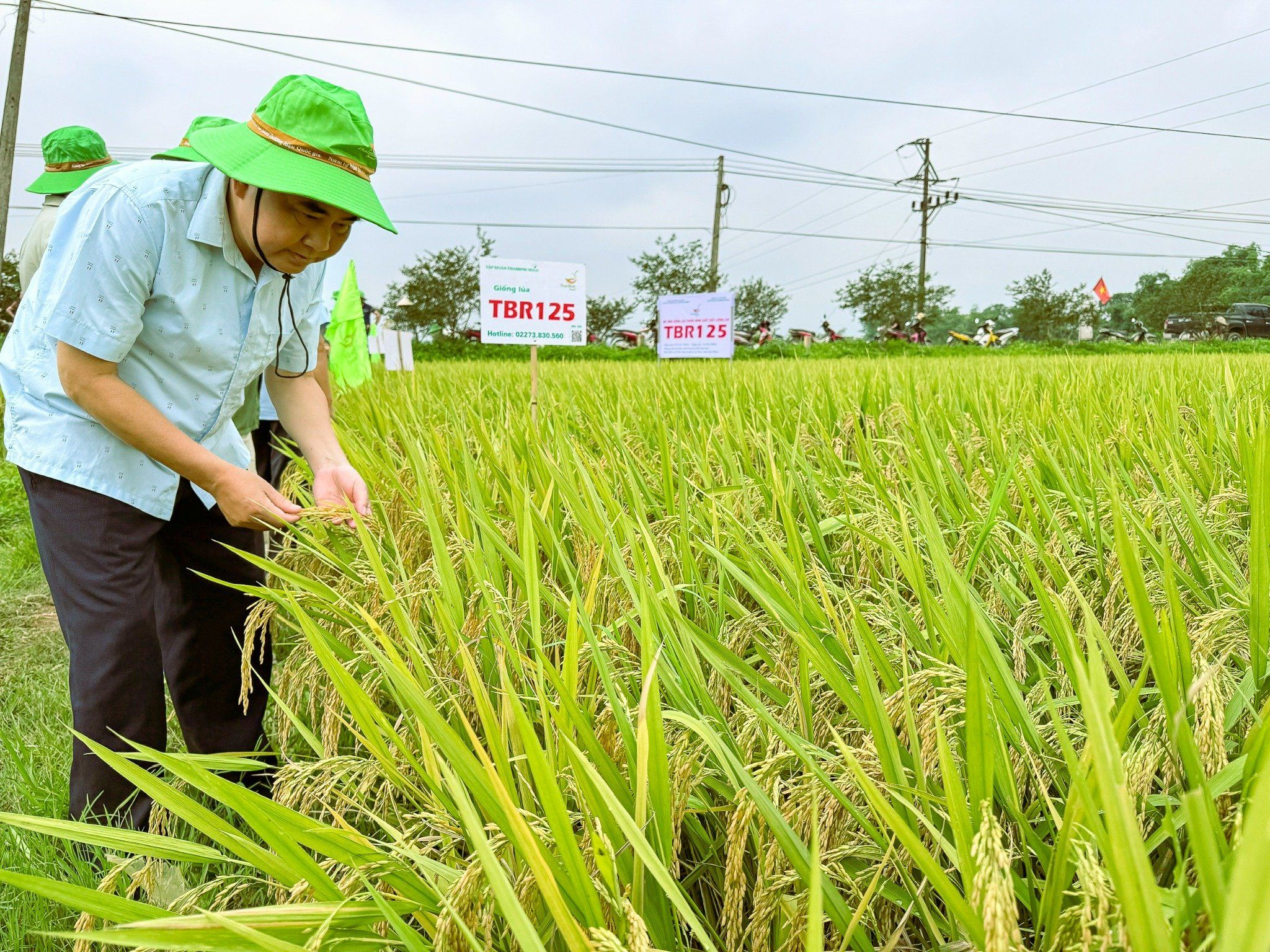  GIỐNG LÚA THUẦN TBR125 