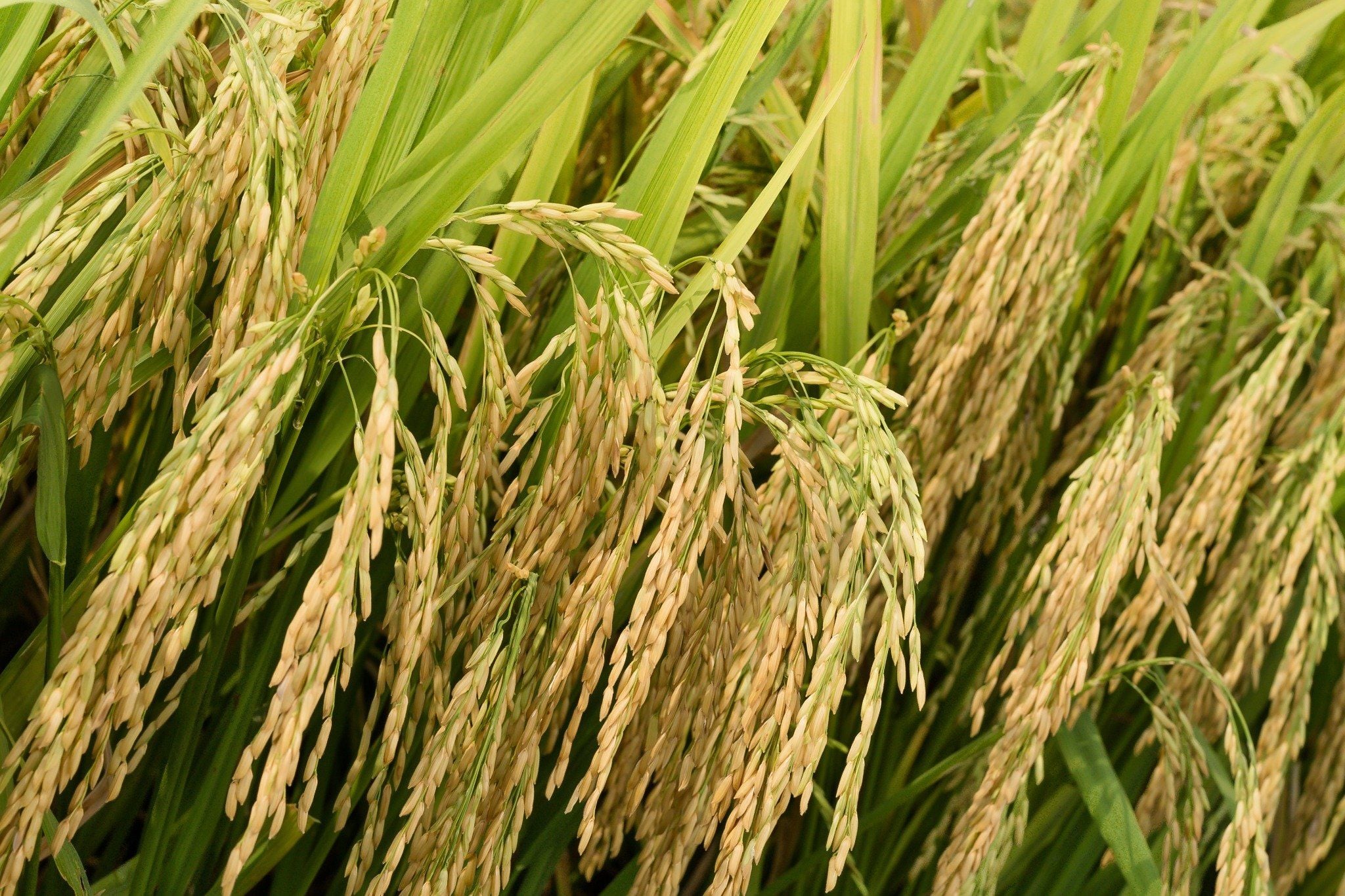  LÚA LAI PHÚC THÁI 168 