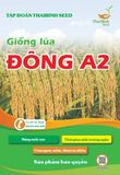  GIỐNG LÚA THUẦN ĐÔNG A2 