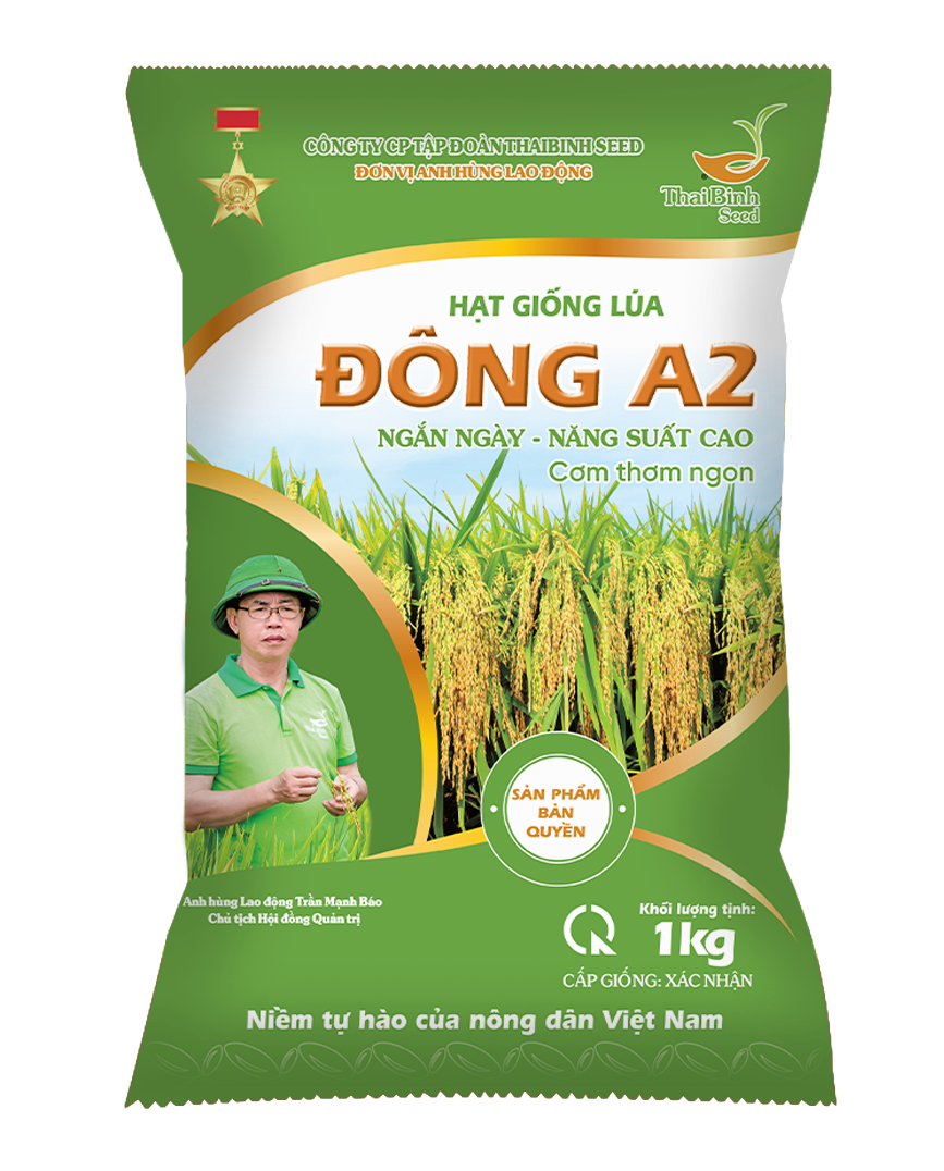  GIỐNG LÚA THUẦN ĐÔNG A2 