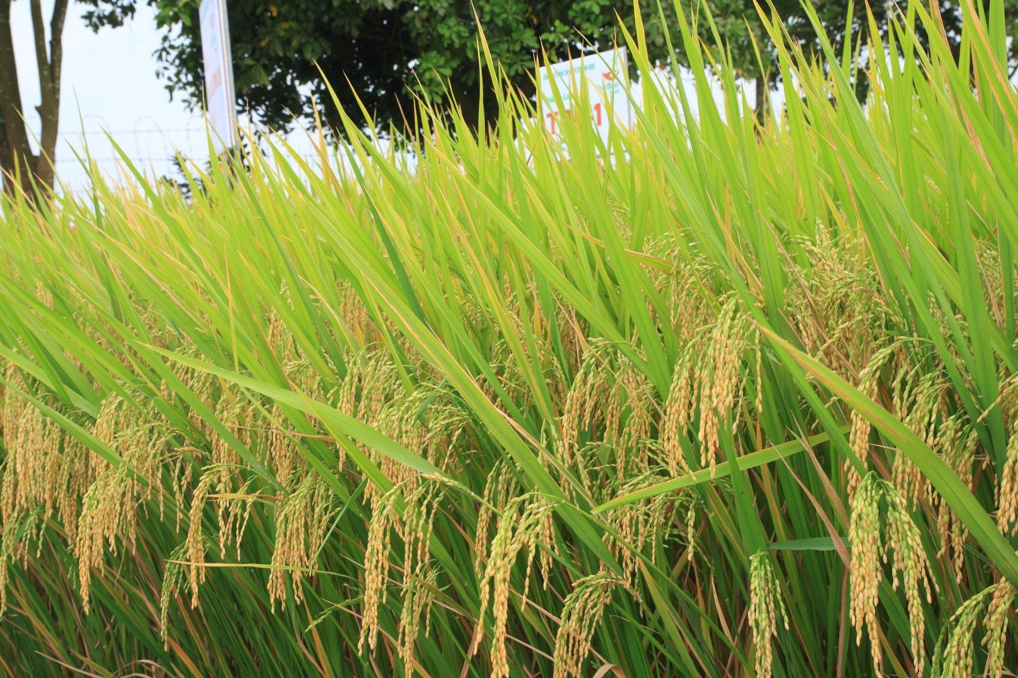  GIỐNG LÚA THUẦN TBR-1 